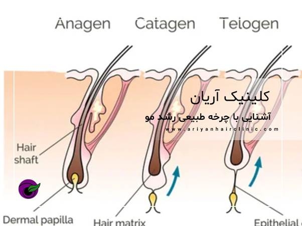 تقویت موی سر مردان کلینیک آریان